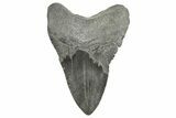 Fossil Megalodon Tooth - South Carolina #365727-2